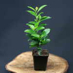 Cherry Laurel Etna