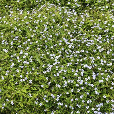 Isotoma fluviatilis