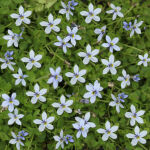 blauer Bubikopf