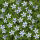 Blue Star Creeper