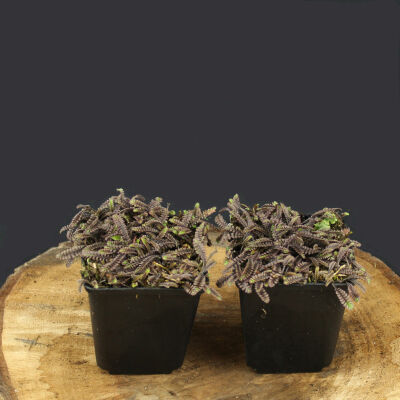 Leptinella potentillina Platts Black
