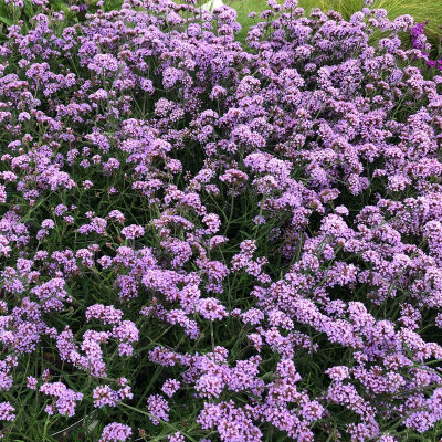 Verbena bonariensis Lollipop