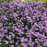 Verbena bonariensis Lollipop