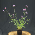 Verbena bonariensis Lollipop