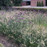 Verbena bonariensis Lollipop