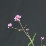 Verbena bonariensis Lollipop