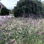 Verbena bonariensis Lollipop