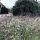 Verbena bonariensis Lollipop