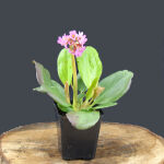 Bergenia cordifolia