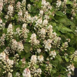 Tiarella wherryi