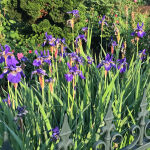 Iris sibirica