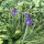 blue iris