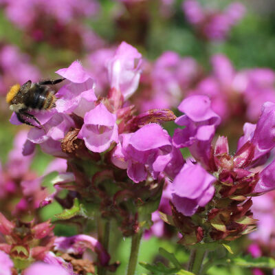 large-flowered self-heal