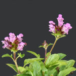 large-flowered self-heal