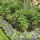 large-flowered self-heal