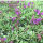 large-flowered self-heal