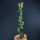 großblättriger Irische Efeu 160 - 180 cm