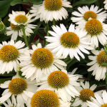 Echinacea p. Alba / Scheinsonnenhut Alba