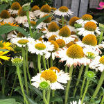 Echinacea p. Alba / Scheinsonnenhut Alba