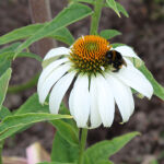 Echinacea p. Alba