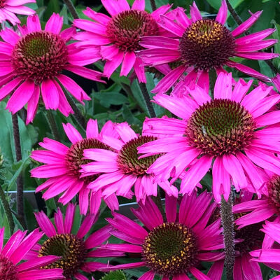 Echinacea pur. Baby Swan Pink