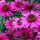 Echinacea pur. Baby Swan Pink / Scheinsonnenhut Pink