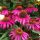 Echinacea pur. Baby Swan Pink / Scheinsonnenhut Pink