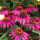 Echinacea pur. Baby Swan Pink