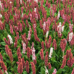 Persicaria, Bistorta