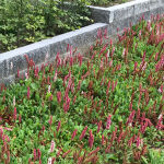 Persicaria, Bistorta