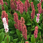 Persicaria, Bistorta