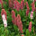 Persicaria, Bistorta