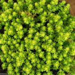 Sedum acre Yellow Queen