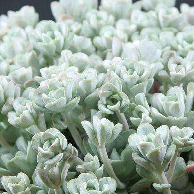 Sedum cape blanco