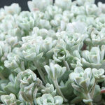 Cape Blanco Stonecrop