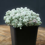 Sedum cape blanco