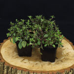 Saponaria ocymoides