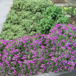 Saponaria ocymoides