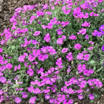 rock soapwort