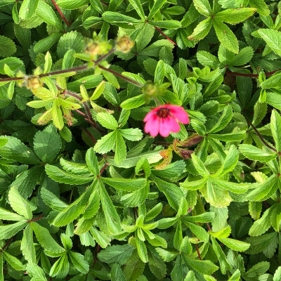 Potentilla nepalensis Ron McBeath / Fingerkraut