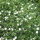 Bloody cranesbill