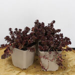 Sedum spurium Schorbuser Blut