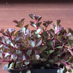 Sedum spurium Schorbuser Blut