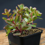 Sedum spurium Schorbuser Blut