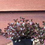 Sedum spurium Schorbuser Blut