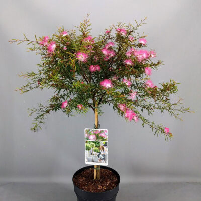 Calliandra sur. Dixie Pink auf Stamm