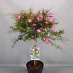 Calliandra sur. Dixie Pink auf Stamm