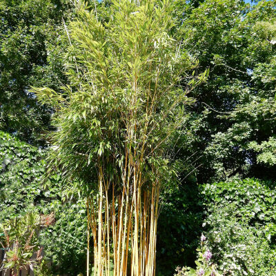 Goldener Peking Bambus 100-120cm