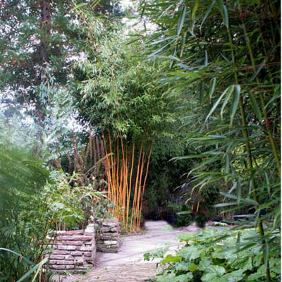 Goldener Peking Bambus 70-100cm