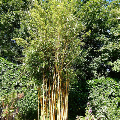 Phyllostachys aureosulcata Aureocaulis